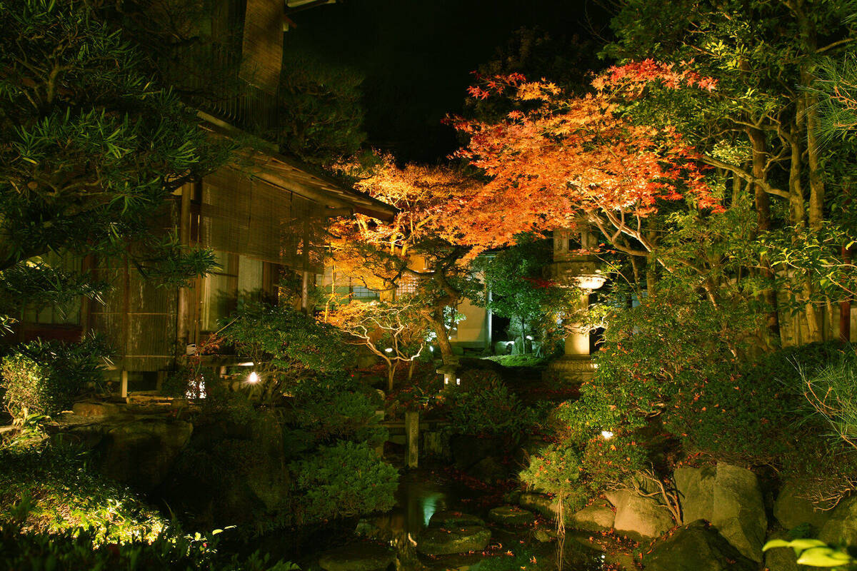 The garden's autumn leaves under evening illumination